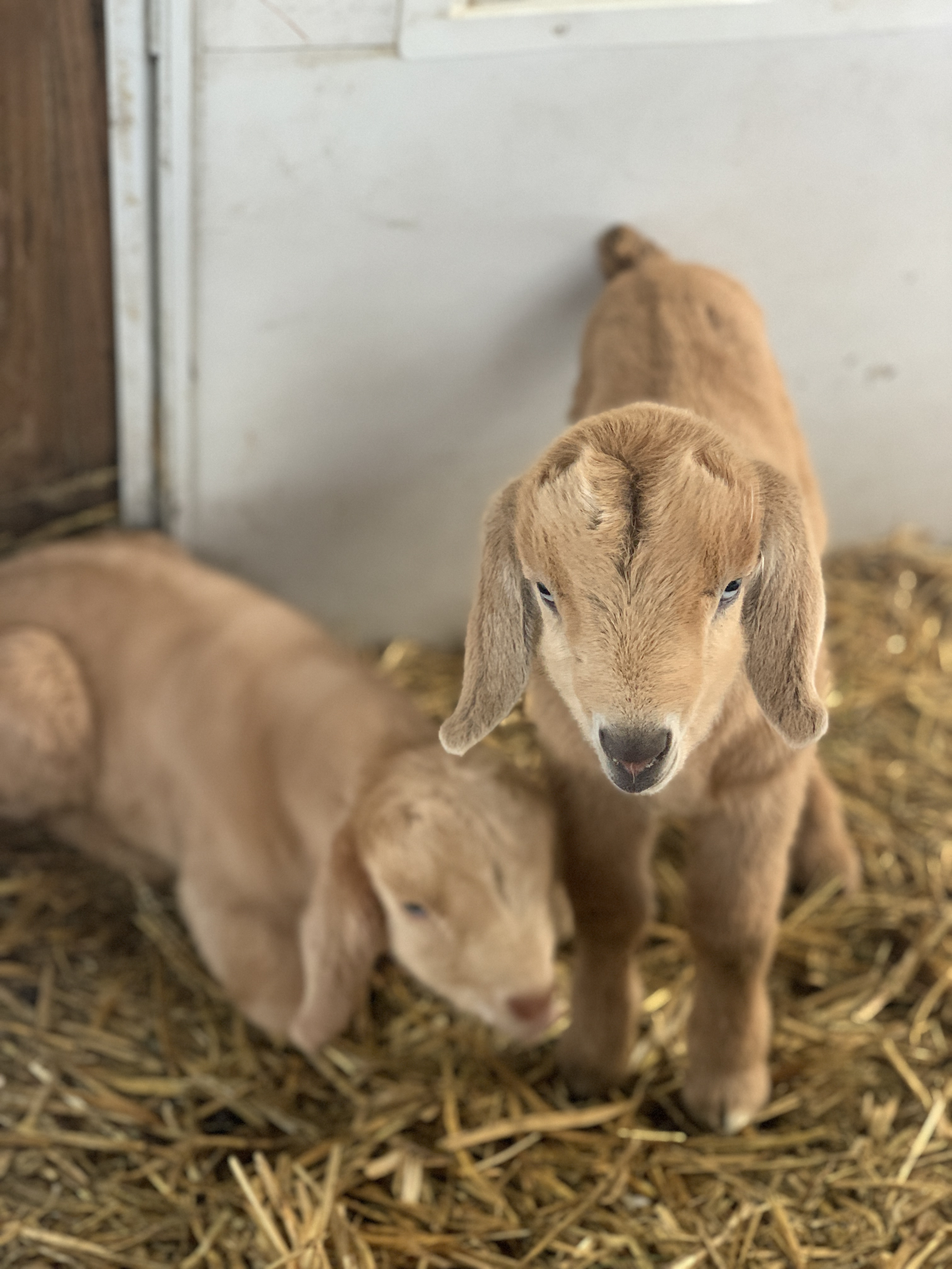 baby goats